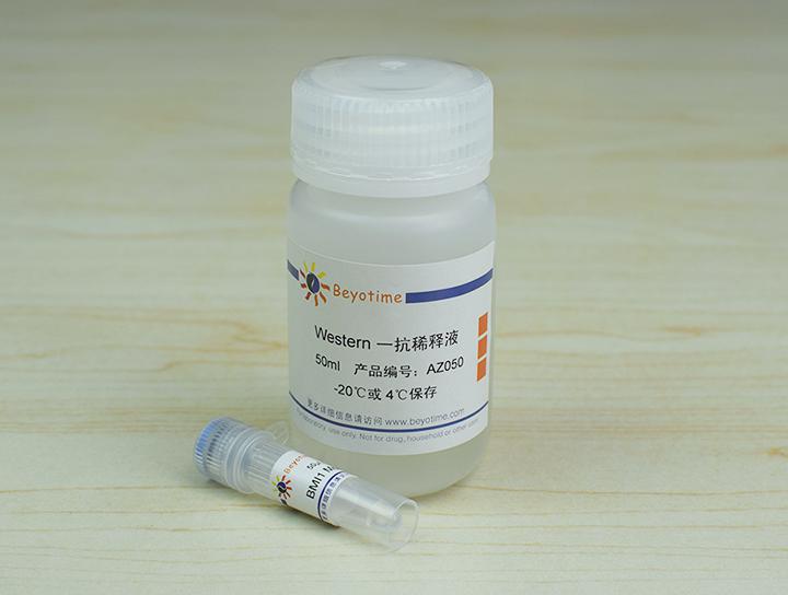 BMI1 Mouse Monoclonal Antibody